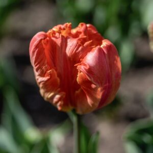 TULIPANO, PAPPAGALLO, TULIPA, LILIACEAE-6871