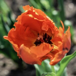 TULIPANO, PAPPAGALLO, TULIPA, LILIACEAE-6872