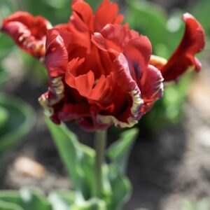 TULIPANO, PAPPAGALLO, TULIPA, LILIACEAE-6873