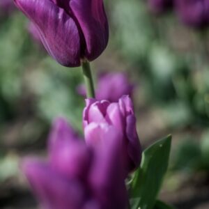 TULIPANO, PASSIONALE, TULIPA, LILIACEAE-6848