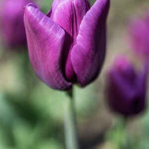 TULIPANO, PASSIONALE, TULIPA, LILIACEAE-6849