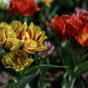TULIPANO, PRECOCI DOPPI - TULIPA - LILIACEAE-6833