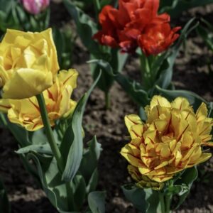 TULIPANO, PRECOCI DOPPI - TULIPA - LILIACEAE-6835