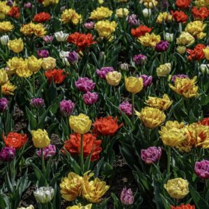 TULIPANO, PRECOCI DOPPI - TULIPA - LILIACEAE-6834