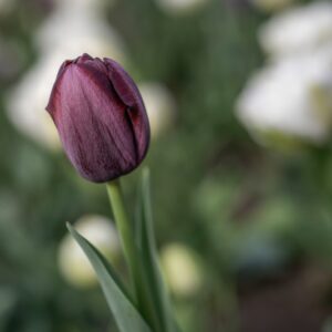 TULIPANO, QUEEN OF NIGHT, TULIPA, LILIACEAE, GIAPPONE-6888