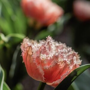 TULIPANO, QUEENSLAND, TULIPA, LILIACEAE-6884