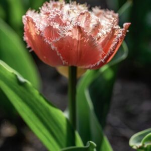 TULIPANO, QUEENSLAND, TULIPA, LILIACEAE-6883