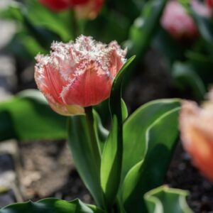 TULIPANO, QUEENSLAND, TULIPA, LILIACEAE-6885