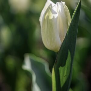TULIPANO, SNOW, TULIPA, LILIACEAE-6857
