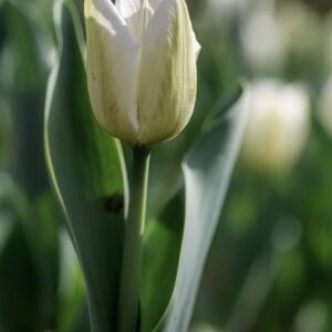 TULIPANO, SNOW, TULIPA, LILIACEAE-6858