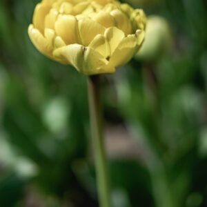 TULIPANO, YELLOW POMPONETTE, TULIPA, LILIACEAE-6841
