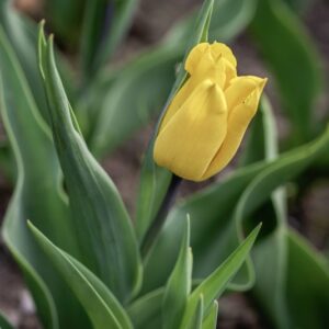 TULIPANO, YOKOHAMA, TULIPA, LILIACEAE, GIAPPONE-6870