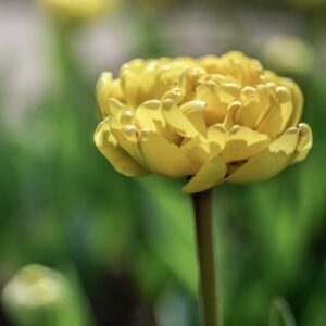 TULIPANO, YELLOW POMPONETTE, TULIPA, LILIACEAE-6842