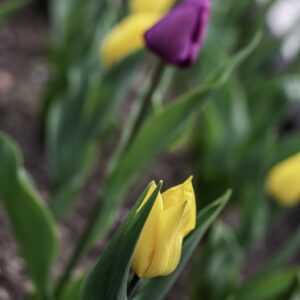 TULIPANO, YOKOHAMA, TULIPA, LILIACEAE, GIAPPONE-6871