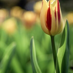 TULIPANO,WASHINGTON, TULIPA, LILIACEAE-6843
