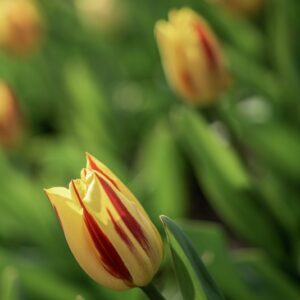 TULIPANO,WASHINGTON, TULIPA, LILIACEAE-6844