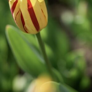 TULIPANO,WASHINGTON, TULIPA, LILIACEAE-6845