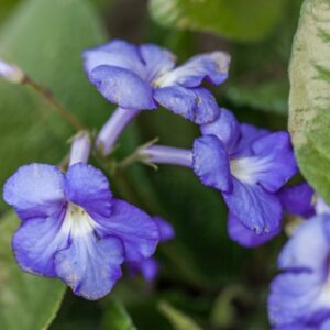 STREPTOCARPUS - GESNERIACEAE - 1623