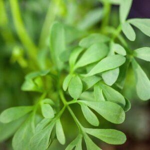 RUTA GRAVEOLENS - WEINRAUTE - RUTACEAE - 1625