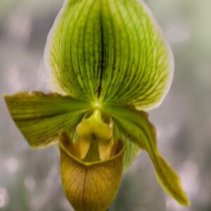 PAPHIOPEDILUM HYBRID -  ORCHIDEACEAE - 1632