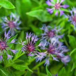 CENTAUREA PERENNE- FIORDALISO - ASTERACEAE - 1640