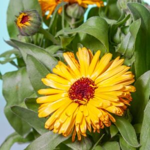 CALENDULA - ASTERACEAE - 1523