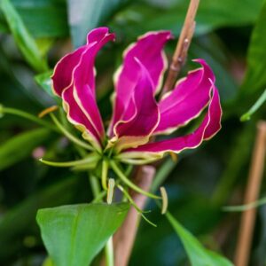 GLORIOSA ROTHSCHILDIANA - COLCHICACEAE - LILIACEAE - 1642