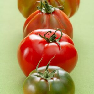 Varietà di pomodori - 5139