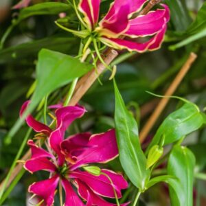 GLORIOSA ROTHSCHILDIANA - COLCHICACEAE - LILIACEAE - 1643