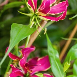 GLORIOSA ROTHSCHILDIANA - COLCHICACEAE - LILIACEAE - 1645
