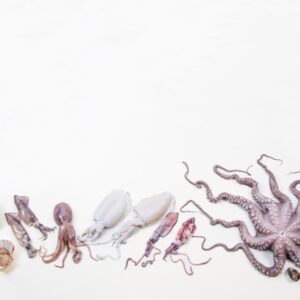 APERTURA MOLLUSCHI - K0672