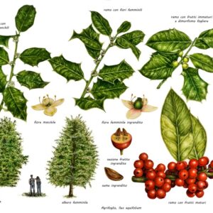 AGRIFOGLIO, ILEX AQUIFOLIUM, AQUIFOLIACEAE,