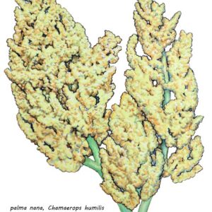 PALMA NANA, PALMA NANA, CHATAEROPS HUMILIS, ARECACEAE - 0129