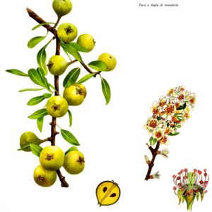 PERO A FOGLIE DI MANDORLO, PYRUS AMYGDALIFORMIS, ROSACEAE - 0132