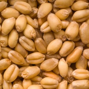 GRANO TENERO - 4893