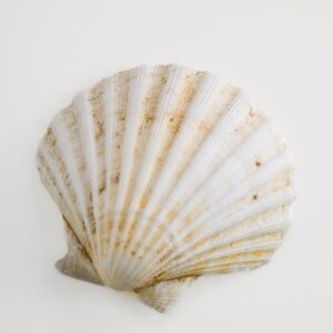 CAPESANTE GUSCIO - 0176