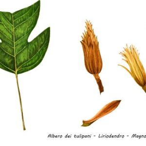 ALBERO DEI TULIPANI, LIRIODENDRO, MAGNOLIACEAE - 0134