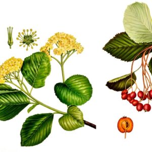 SORBO MONTANO, FARINACCIO, SORBUS ARIA, ROSACEAE - 0135