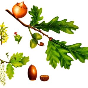 QUERCUS ROBUR O FARNIA, FAGACEAE - 0136