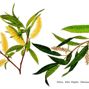 SALICE, SALIX FRAGILIS, SALICACEAE - 0137