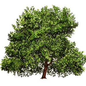 MORUS NIGRA, GELSO NERO, MORACEAE - 0140