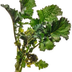 CIME DI RAPA - S112930 - 8405