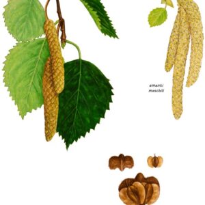 BETULLA, BETULA PUBESCENS,  BETULLACEAE - 0141