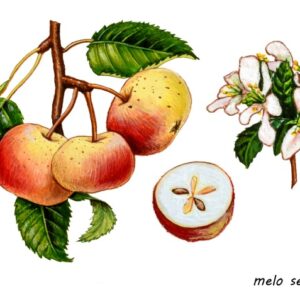 MELO SELVATICO, MALUS SYLVESTRIS, ROSACEAE - 0143