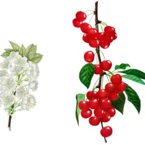 PRUNUS CERASUS, AMARENA, ROSACEAE - 0145