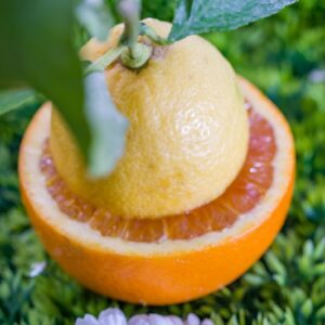 ARANCIO E LIMONE - K9192