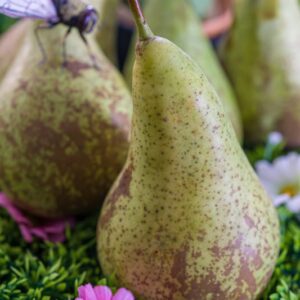 PERE E INSETTO - K9203