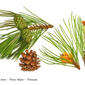 PINO NERO, PINUS NIGRA, PINACEAE - 0148