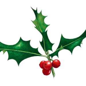 RAMETTO AGRIFOGLIO, AQUIFOLIACEAE - RAMETTO AGRIFOGLIO,  ILEX AQUIFOLIUM - 0150