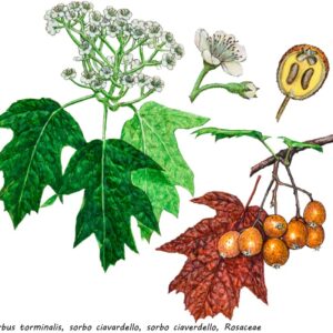SORBUS TORMINALIS, SORBO CIAVARDELLO, SORBO CIAVERDELLO, ROSACEAE - 0151